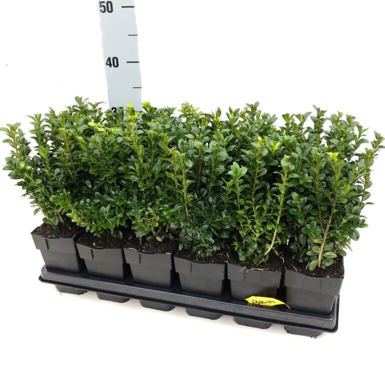 Buxus sempervirens Box hedging Hortisales