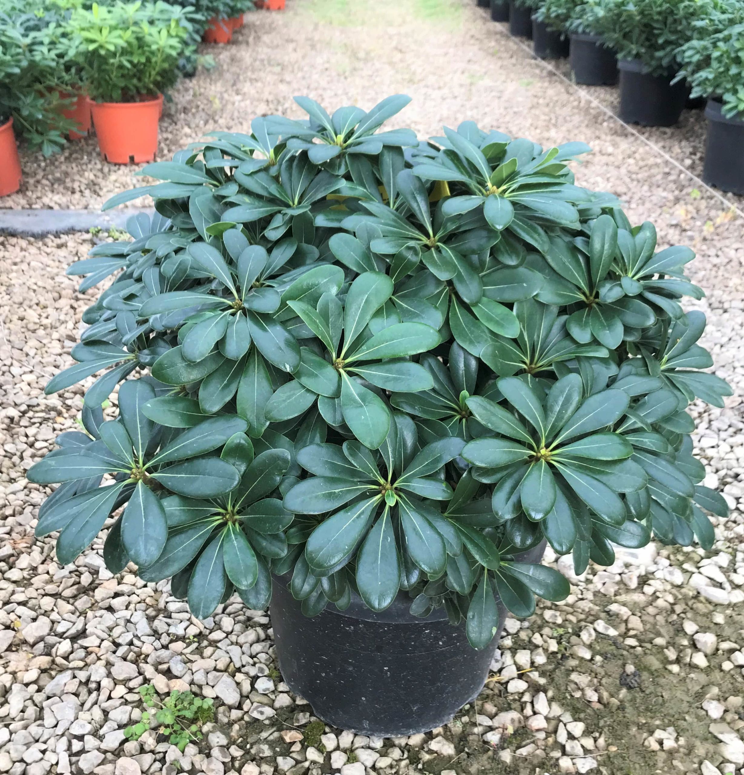 Pittosporum Tobira Nanum Hortisales Pittosporum Tobira Nanum Hortisales