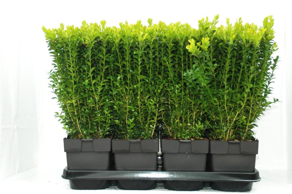 Buxus sempervirens Box hedging Hortisales