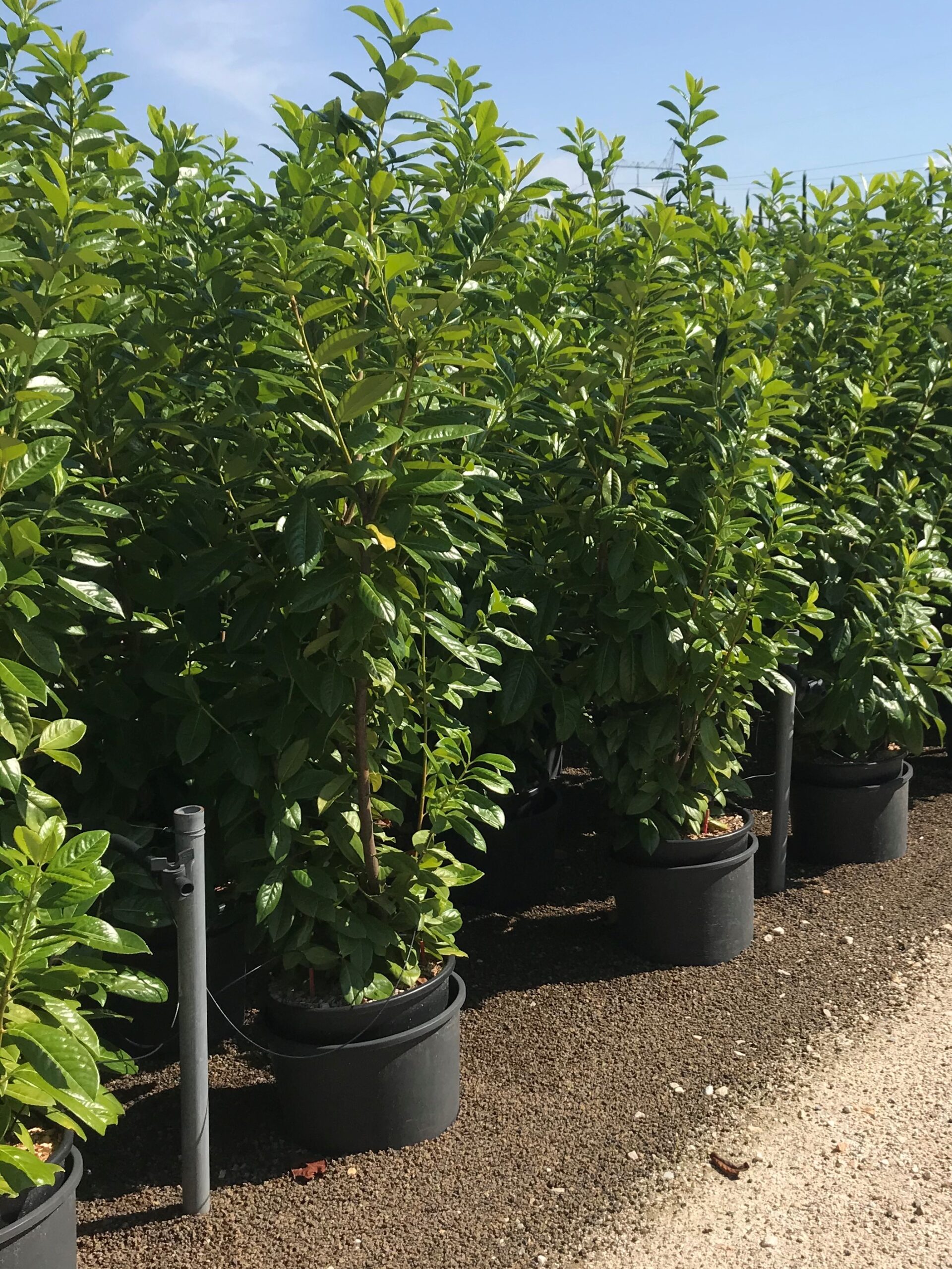 Prunus Laurocerasus Novita Laurel Hortisales